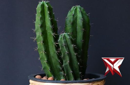 8 Manfaat Tanaman Kaktus di Dalam Rumah