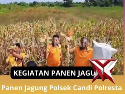 Kegiatan Panen jagung - PoliceTube