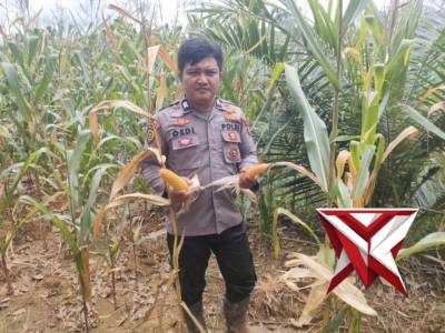 Polsek Mesuji Makmur - PoliceTube