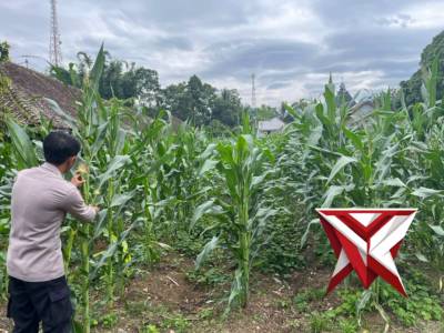 Kontrol ketahanan pangan - PoliceTube