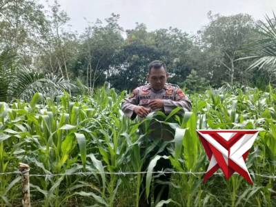 Polsek Mesuji Makmur - PoliceTube