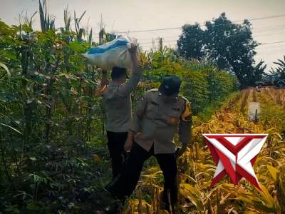 Polsek Banyuurip Panen Jagung - PoliceTube