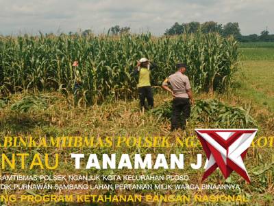 Bhabinkamtibmas Polsek Nganjuk Kota Kelurahan Ploso Sambang dan Cek Lahan Jagung Warga Binaannya
