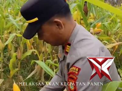 Panen jagung kuartal IV