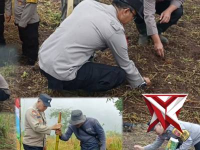 penanaman jagung - PoliceTube