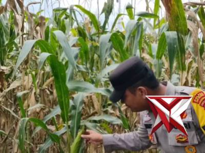 Ketahanan pangan - PoliceTube