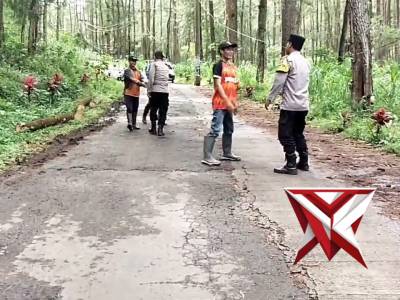 Siap siaga evakuasi pohon tumbang