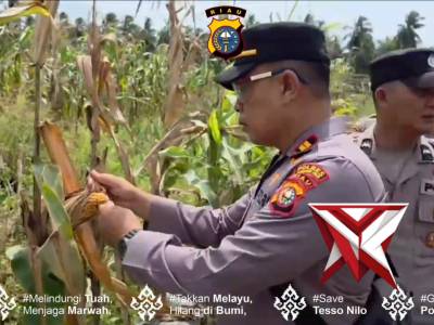 Persiapan Panen jagung di Desa Baung rejo Kec.Pelangiran
