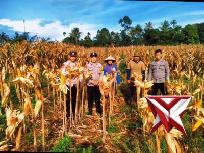 Panen Jagung Polsek Kota Agung di desa Tanjung bulan Kecamatan Kota Agung Kab Lahat - PoliceTube