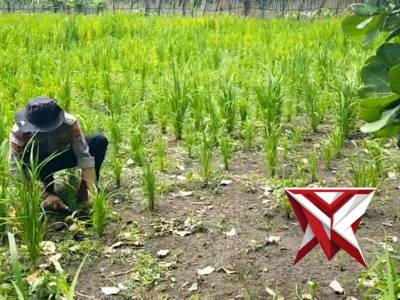 Personil Polsubsektor Salura Dukung Ketahanan Pangan