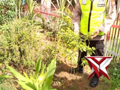 Pers Polsek Jejawi cek ketahanan Pangan perkarangan tanaman Bumbu Dapur, cabe dan Singkong