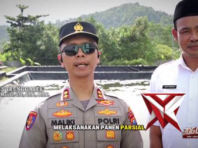 Panen Parsial Udang Vannamei Organik Kerja Bareng Polres Trenggalek - IBL Prigi dan KPT-P4