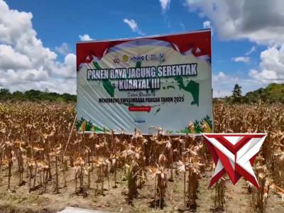 Panen Raya Jagung Kuartal III di Kampung Aib