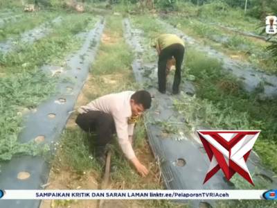 Tidak hanya TERONG, SINGKONG, SAWI, Bhabinkamtibmas  dia Aceh Langsa ini, Juga Tanami SEMANGKA