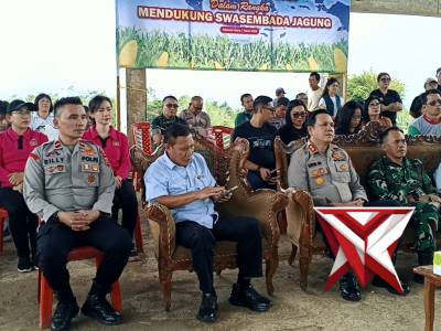 Penanaman jagung Tampusu Remboken