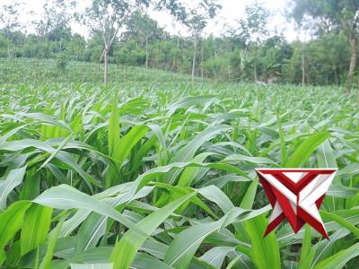 PENANAMAN JAGUNG SERENTAK KUARTAL 1 TAHUN 2026