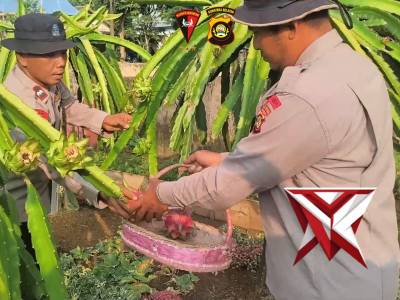 Personel Batalyon B Pelopor Satbrimob Polda Sumsel melaksanakan giat perawatan di kebun P2L