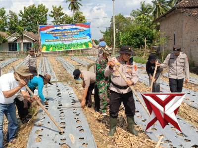 Penanaman jagung serentak kuartal I tahun 2026