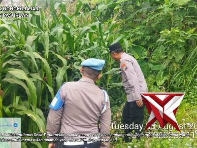 Aipda Dili melaksanakan pengecekan dan sambang rutin lahan jagung