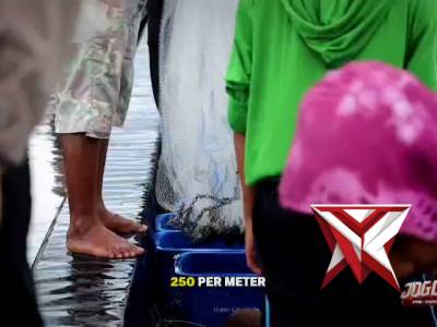 Panen Parsial Udang Vannamei Organik Kerja Bareng Polres Trenggalek - IBL Prigi dan KPT-P4 Buana Ala