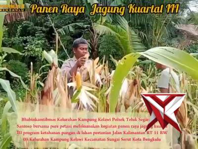 PANEN RAYA JAGUNG