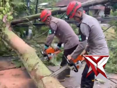 Timsar Polda Kalbar Melakukan Evakuasi Pohon Tumbang