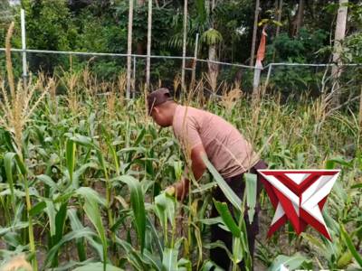 Giat bhabinkamtibmas kelurahan matras melaksanakan panen jagung - PoliceTube
