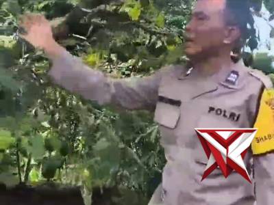 Bhabinkamtibmas Ciburial budidaya alpukat - PoliceTube