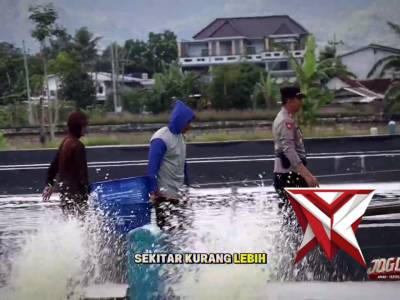 Panen Parsial Udang Vannamei Organik Kerja Bareng Polres Trenggalek - IBL Prigi dan KPT-P4 Buana