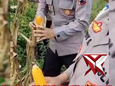 Panen jagung Polsek Kudus Polres Kudus bersama warga desa singocandi