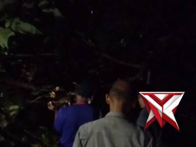 Penanganan Pohon Tumbang